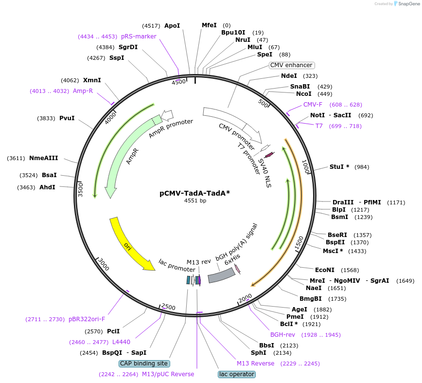 125661-plasmid-map-sequence-id-244349