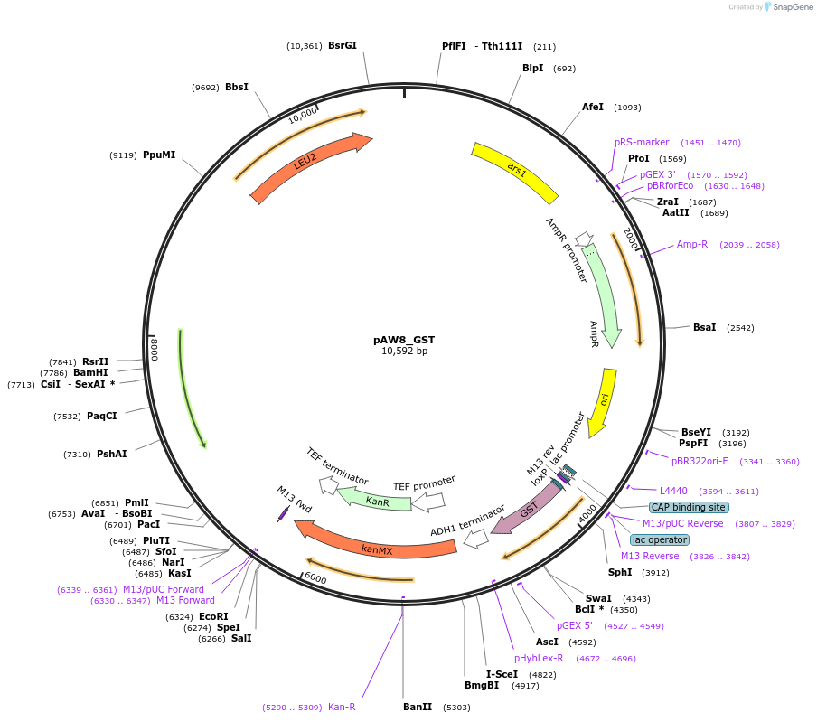 110237-plasmid-map-sequence-id-244355
