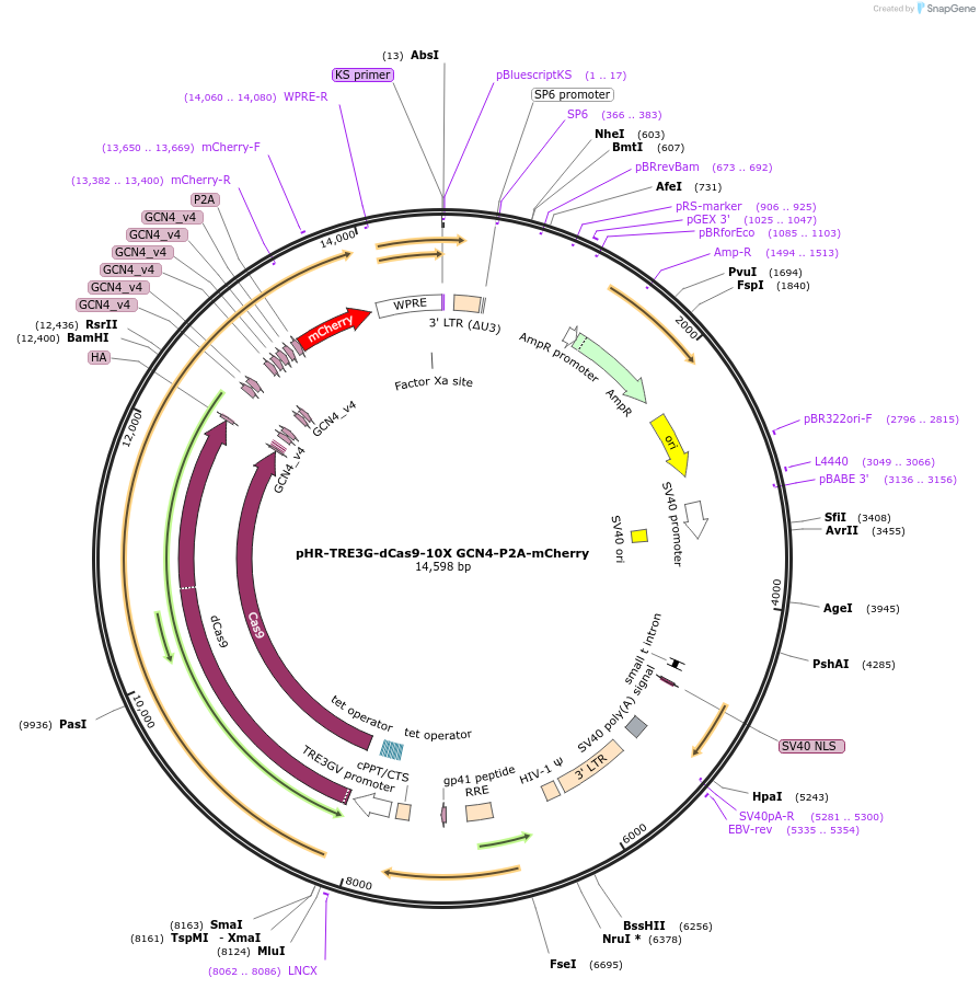 122132-plasmid-map-sequence-id-244358