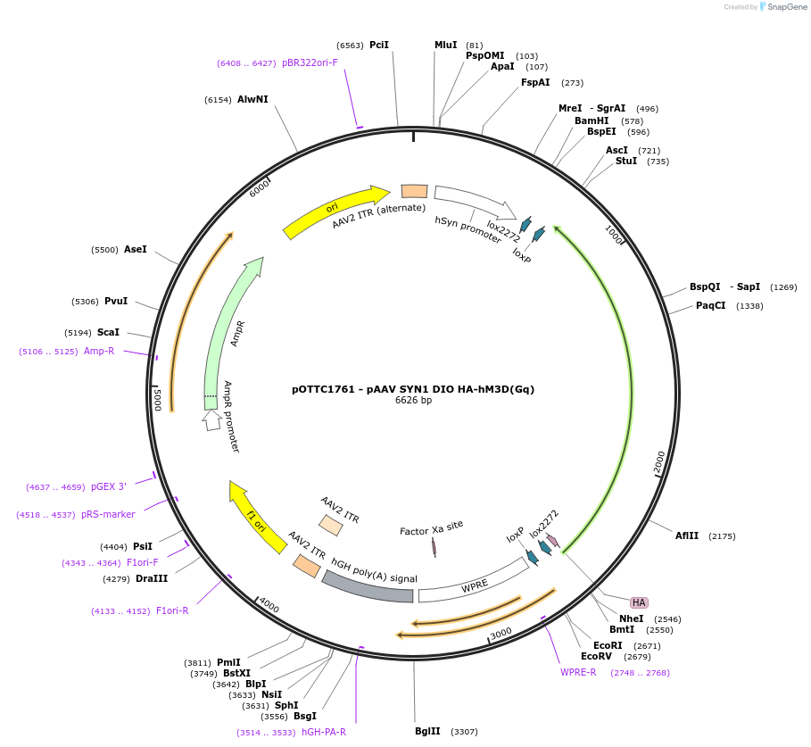 125147-plasmid-map-sequence-id-244359