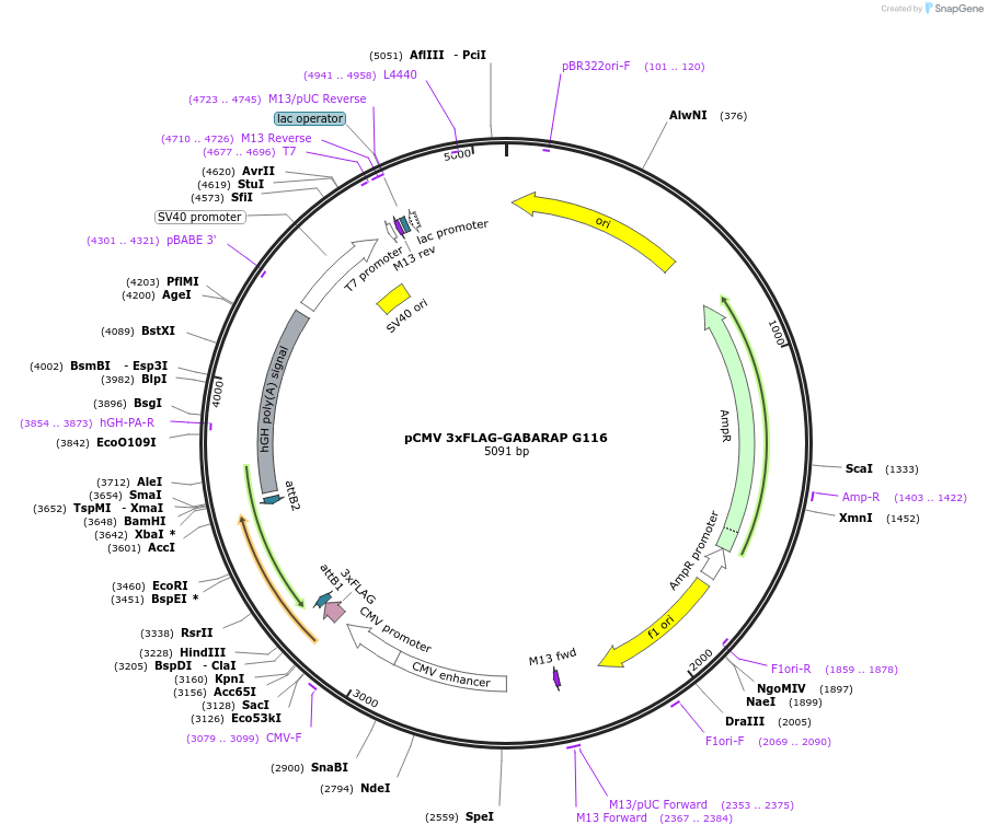 123099-plasmid-map-sequence-id-244360