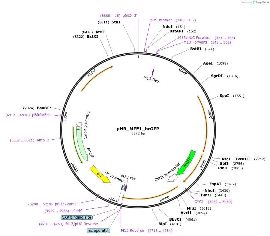 84617-plasmid-map-sequence-id-244365
