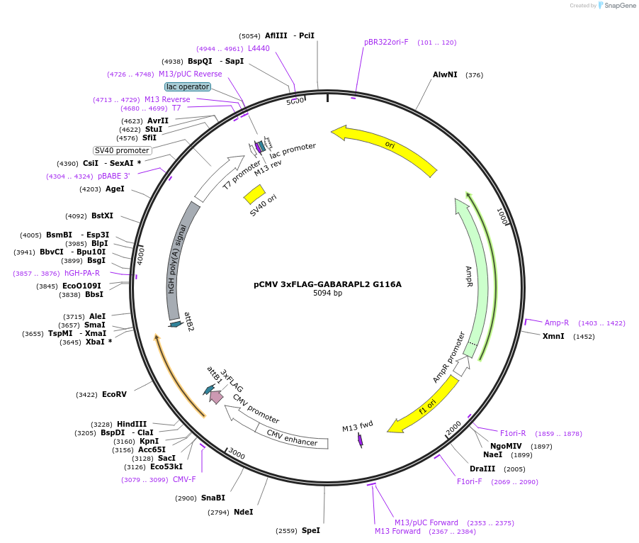 123104-plasmid-map-sequence-id-244368