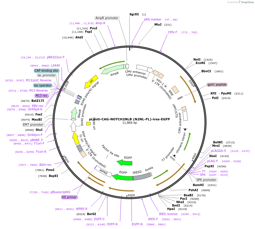 122954-plasmid-map-sequence-id-244369