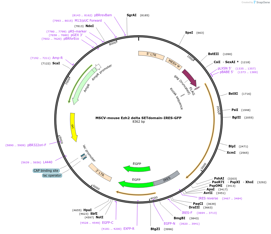 91885-plasmid-map-sequence-id-244370