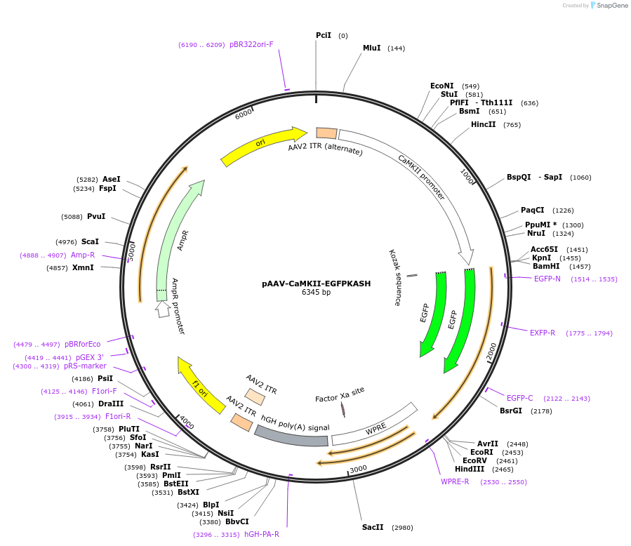 124882-plasmid-map-sequence-id-244372