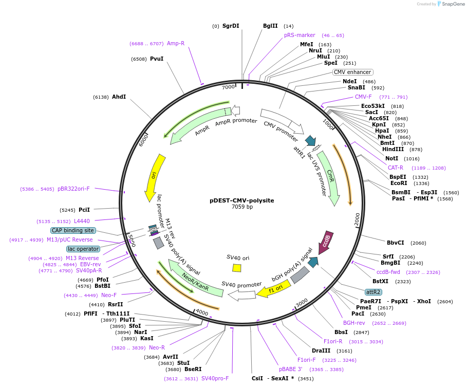 122843-plasmid-map-sequence-id-244374
