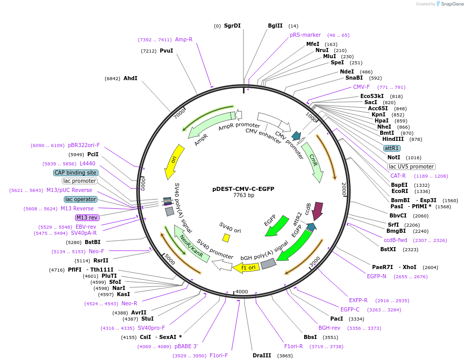 122844-plasmid-map-sequence-id-244378