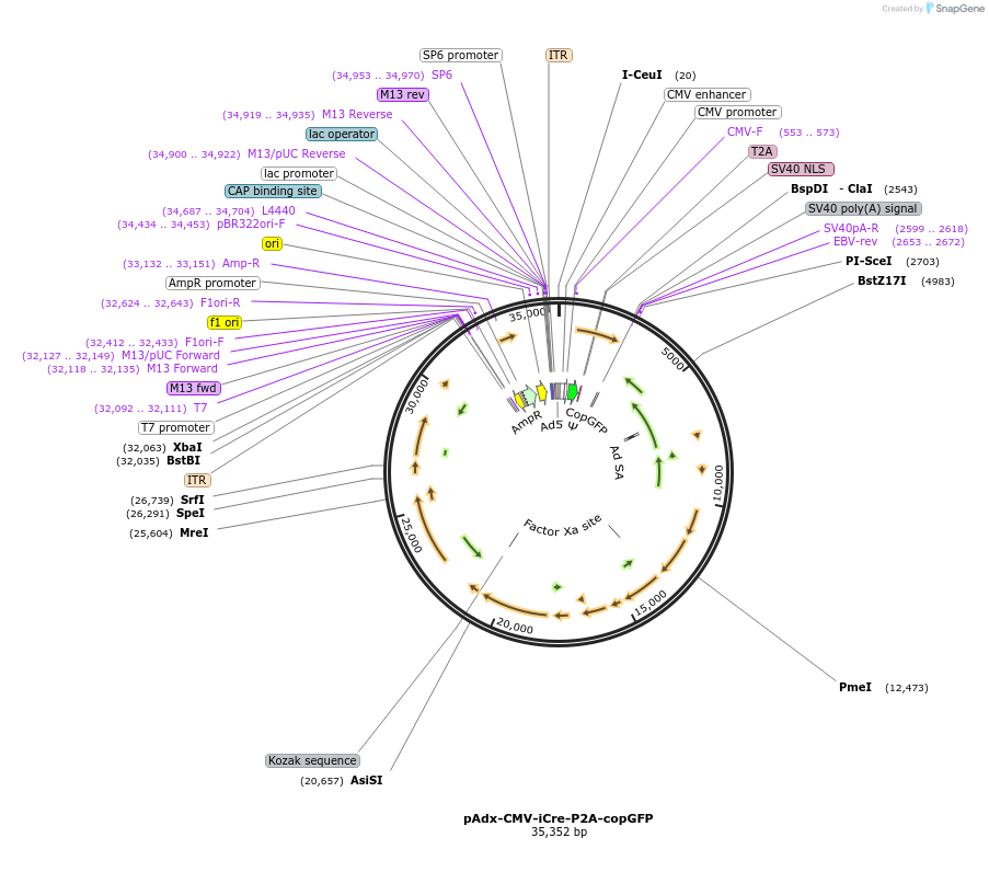 73350-plasmid-map-sequence-id-244382