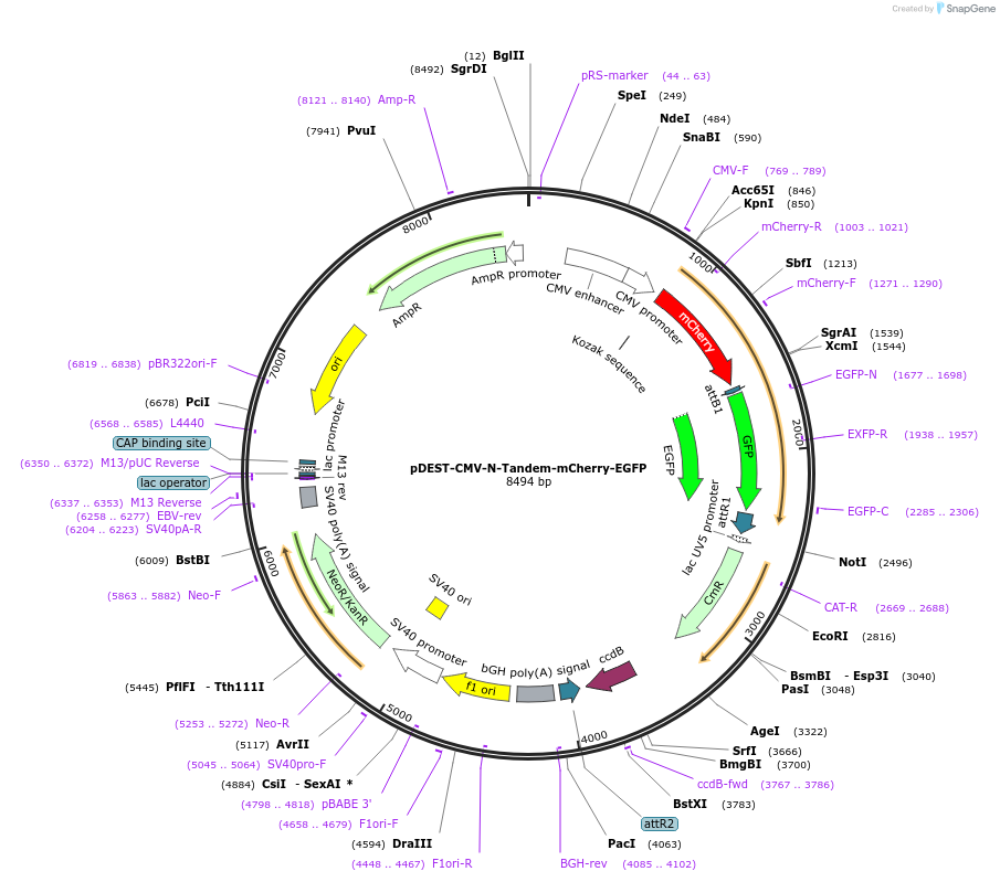 123216-plasmid-map-sequence-id-244383