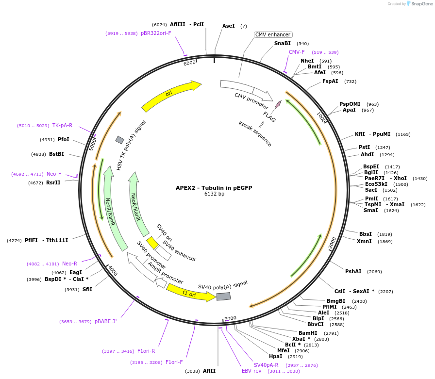 66171-plasmid-map-sequence-id-244388