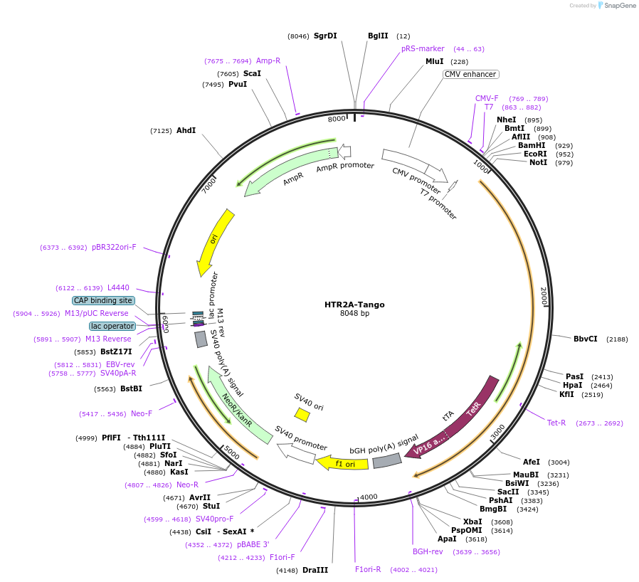 66409-plasmid-map-sequence-id-244394
