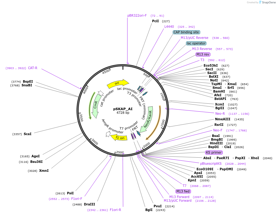 122711-plasmid-map-sequence-id-244411