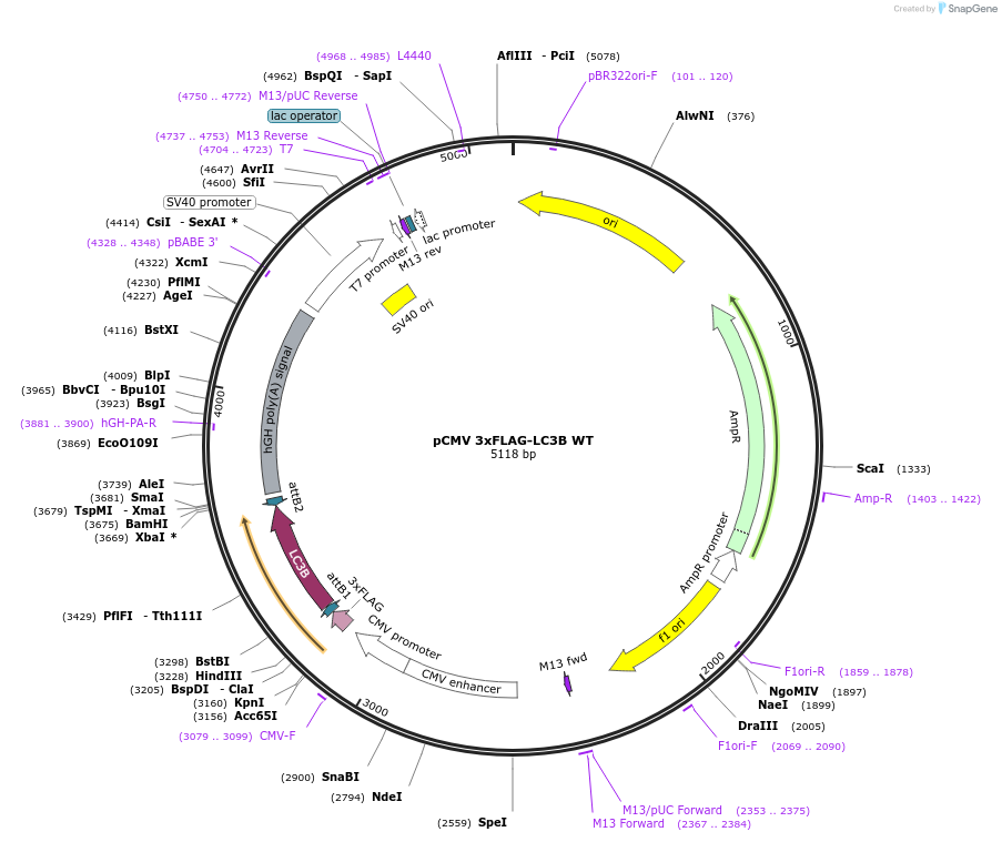 123092-plasmid-map-sequence-id-244427