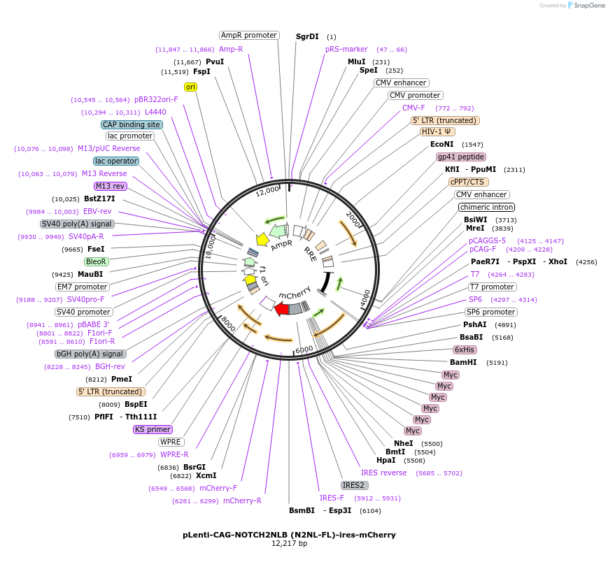 122957-plasmid-map-sequence-id-244431