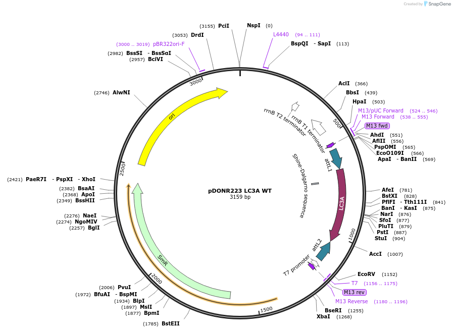 123069-plasmid-map-sequence-id-244432