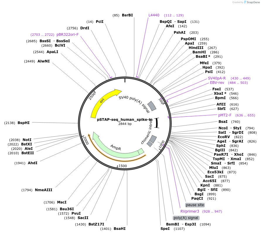 125152-plasmid-map-sequence-id-244436