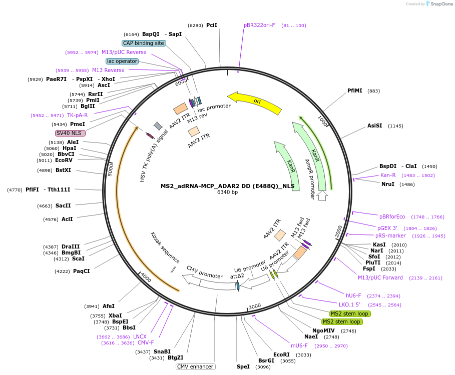 124705-plasmid-map-sequence-id-244472