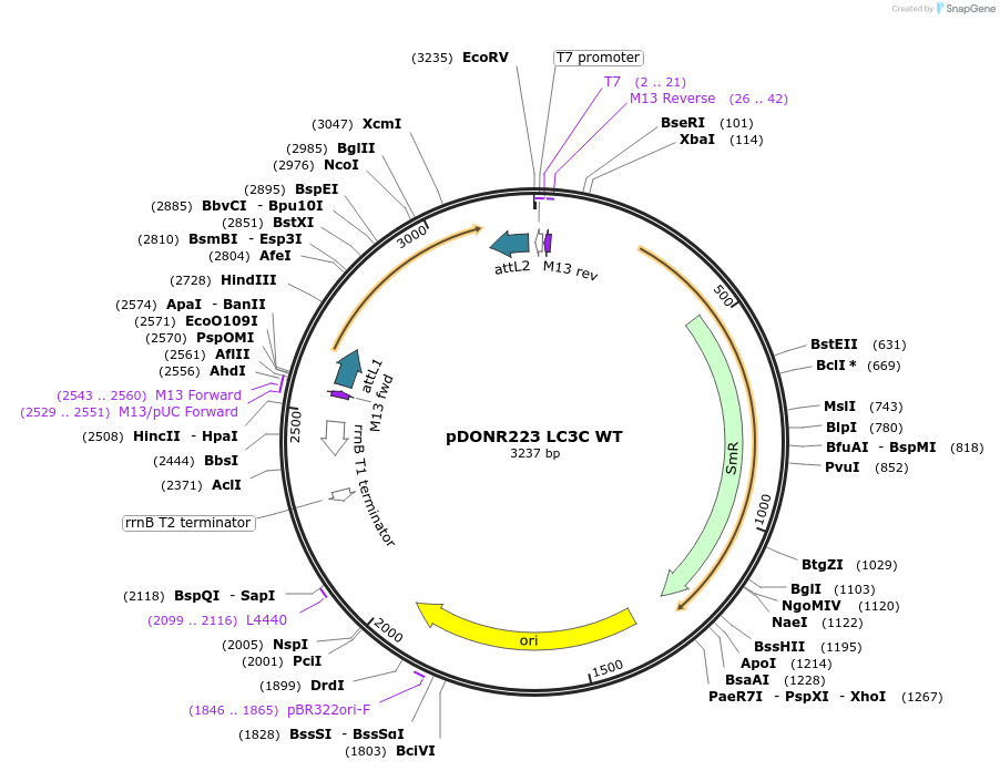 123078-plasmid-map-sequence-id-244475