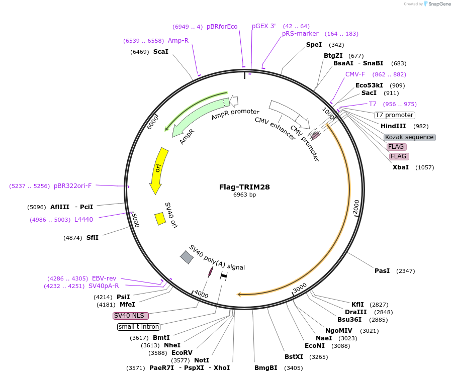 124960-plasmid-map-sequence-id-244485