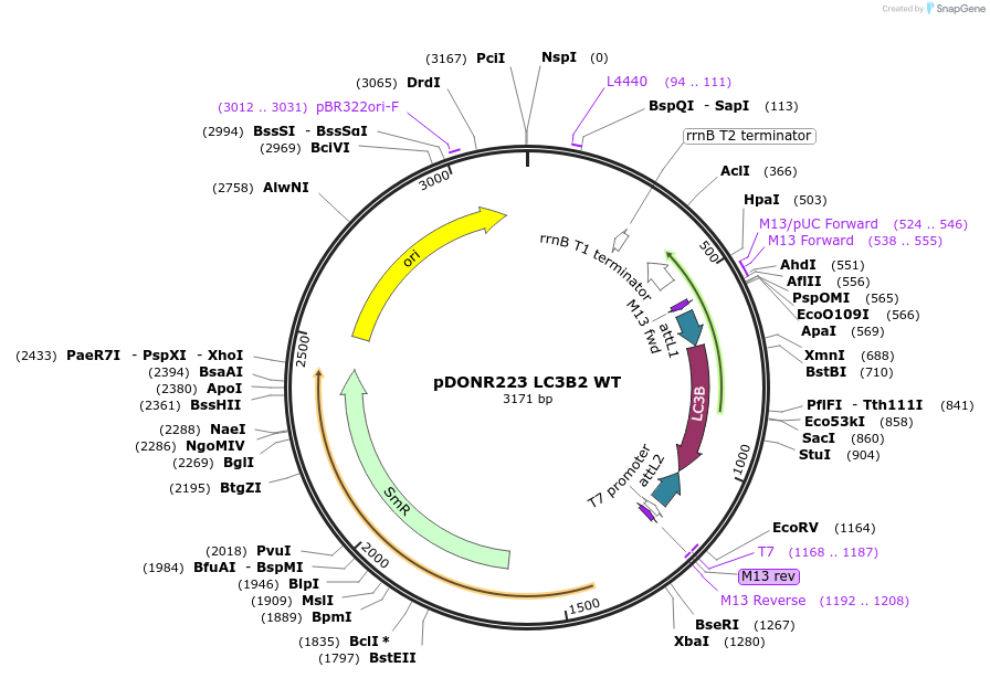 123075-plasmid-map-sequence-id-244490