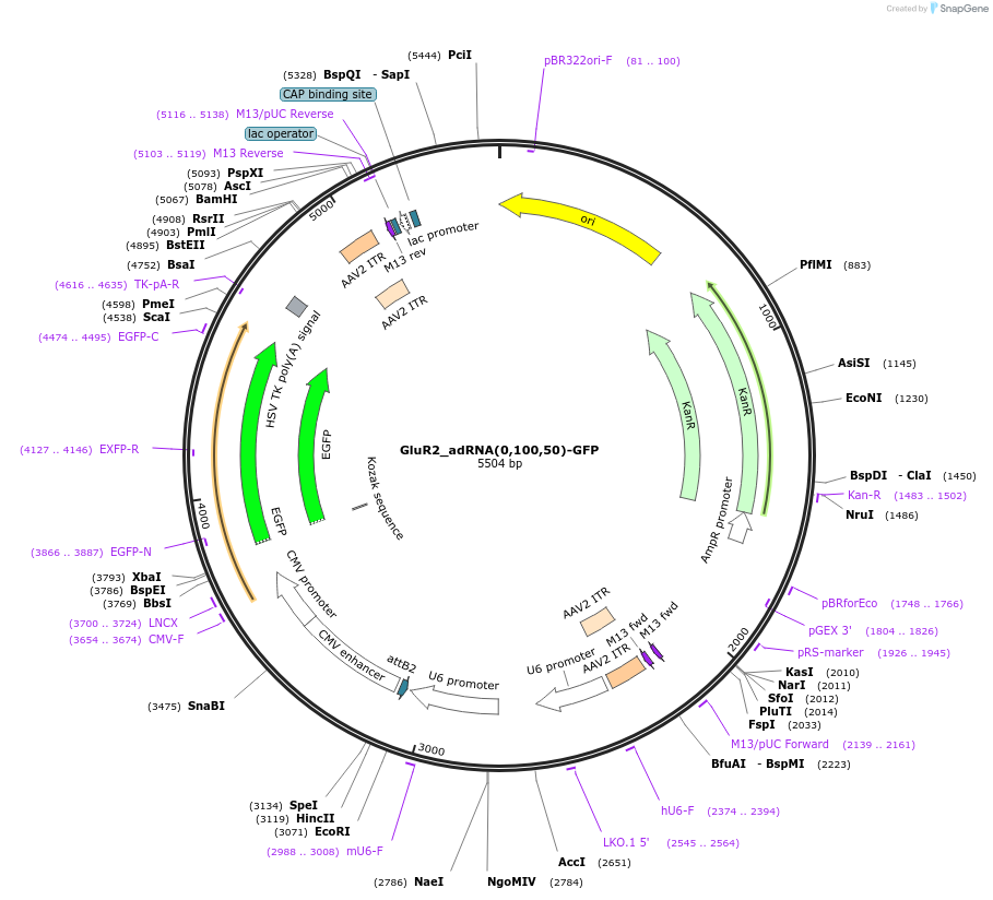 124623-plasmid-map-sequence-id-244494