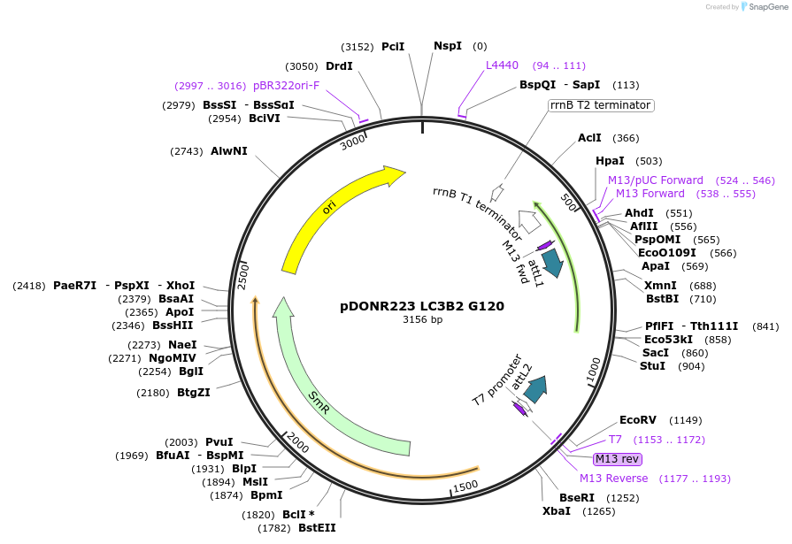 123077-plasmid-map-sequence-id-244495