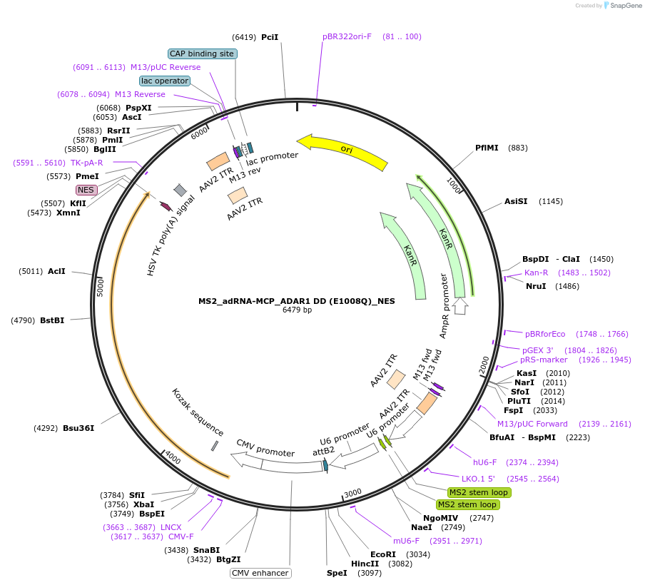 124703-plasmid-map-sequence-id-244496