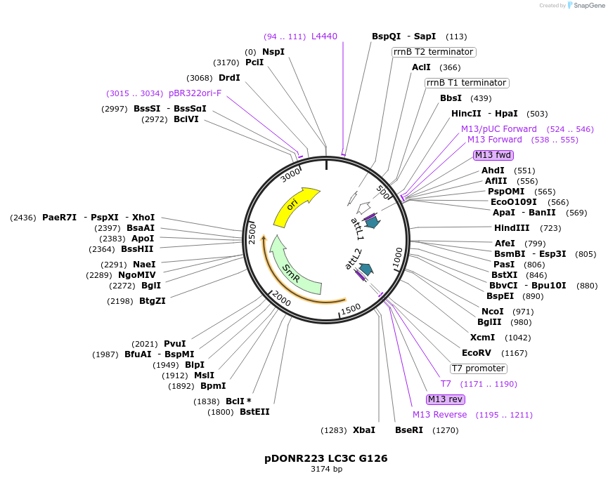 123079-plasmid-map-sequence-id-244498