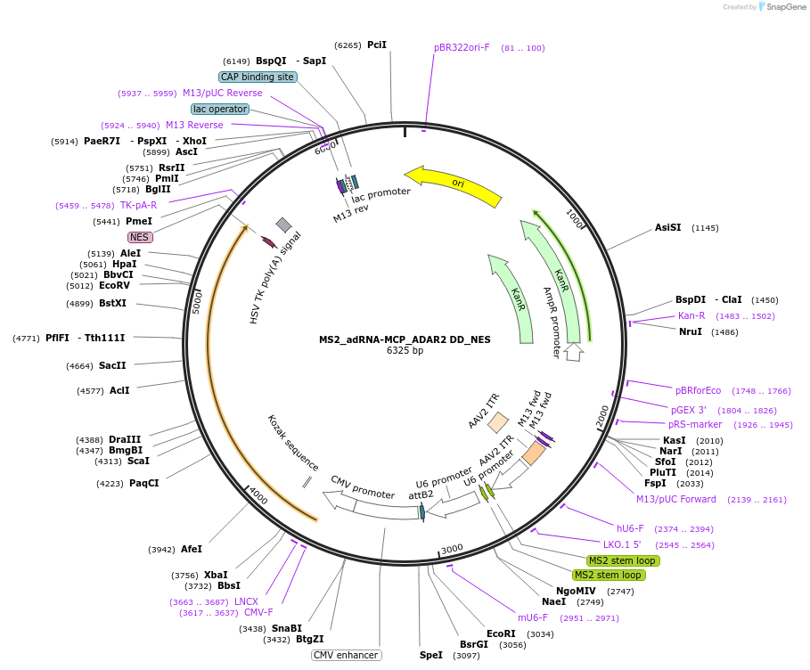 124706-plasmid-map-sequence-id-244499