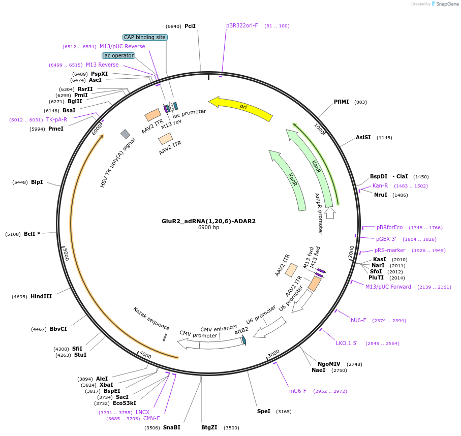 124620-plasmid-map-sequence-id-244509