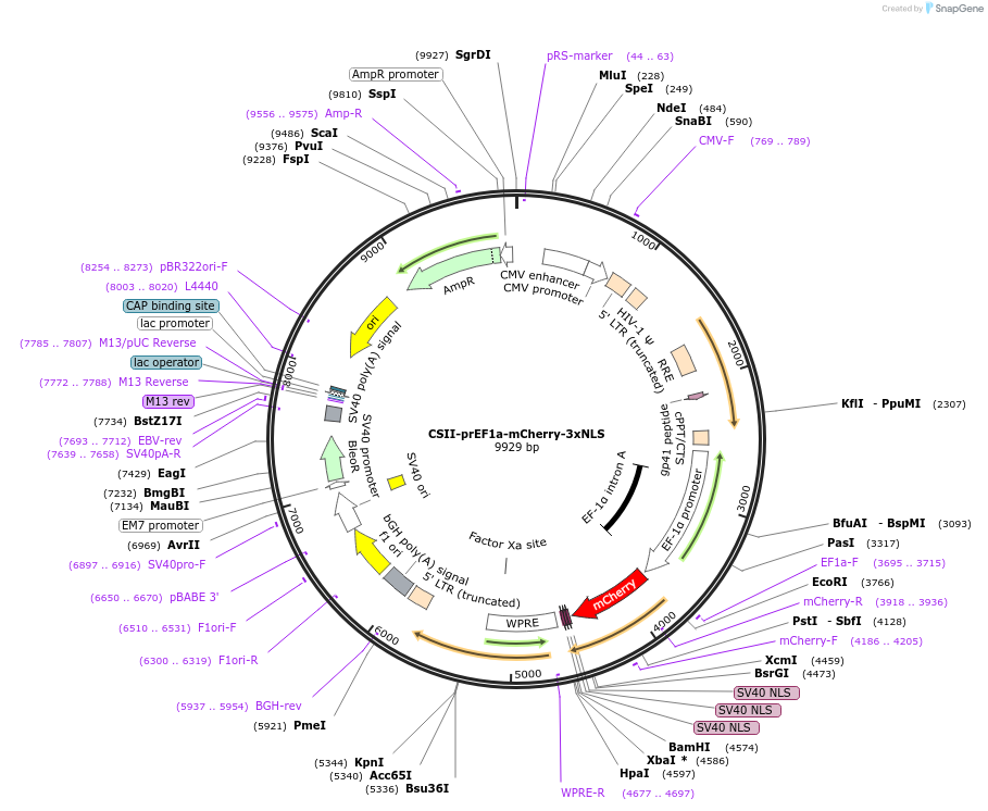 125262-plasmid-map-sequence-id-244511