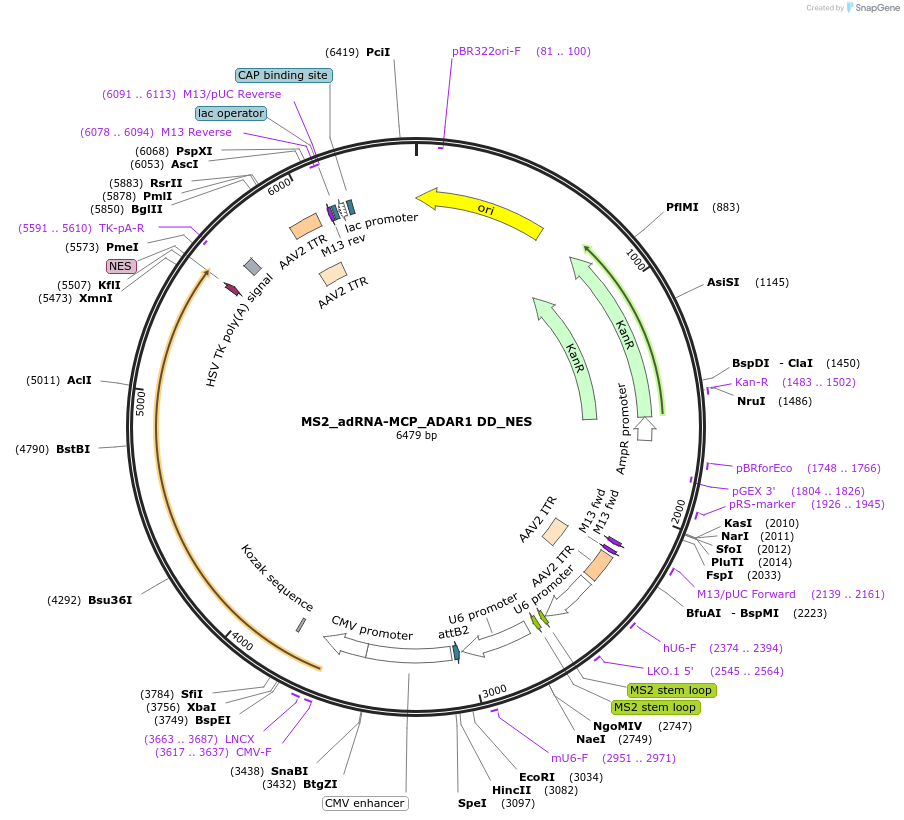 124630-plasmid-map-sequence-id-244513
