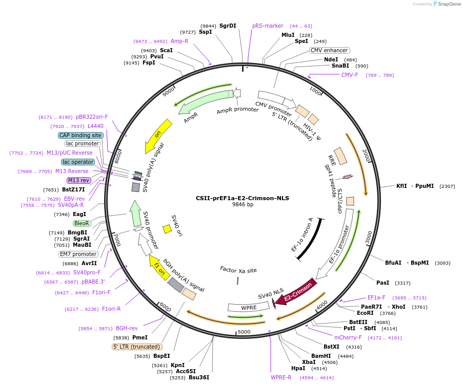 125263-plasmid-map-sequence-id-244514