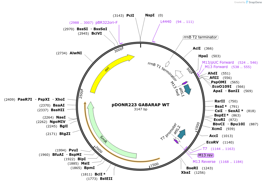 123080-plasmid-map-sequence-id-244516