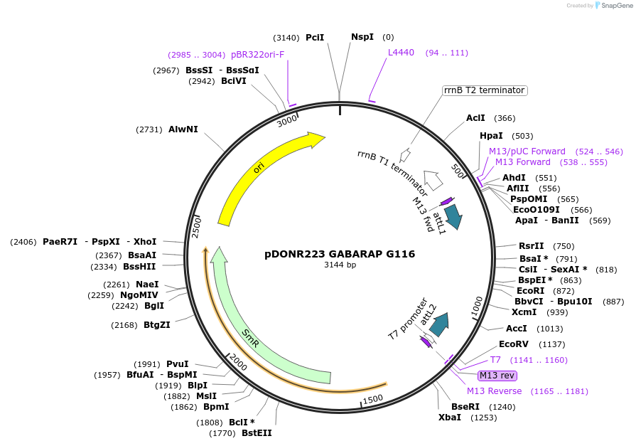 123082-plasmid-map-sequence-id-244517