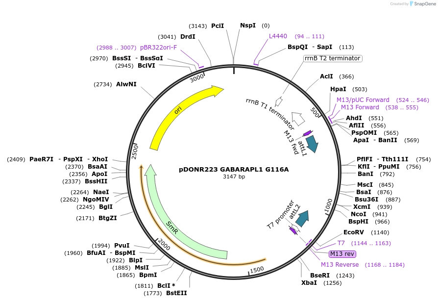 123084-plasmid-map-sequence-id-244521