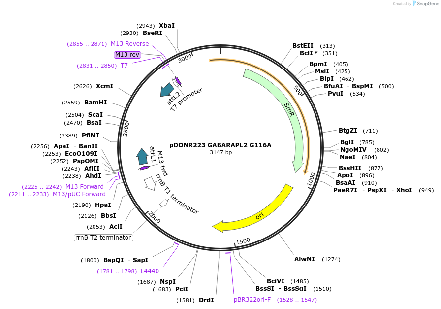 123087-plasmid-map-sequence-id-244524