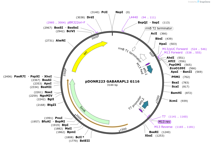 123088-plasmid-map-sequence-id-244525