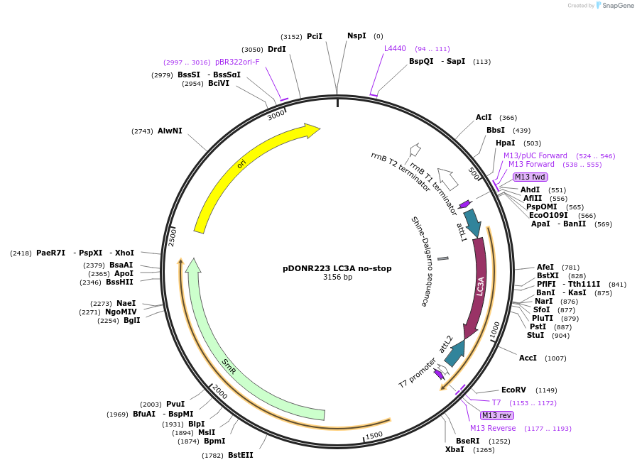 123204-plasmid-map-sequence-id-244529