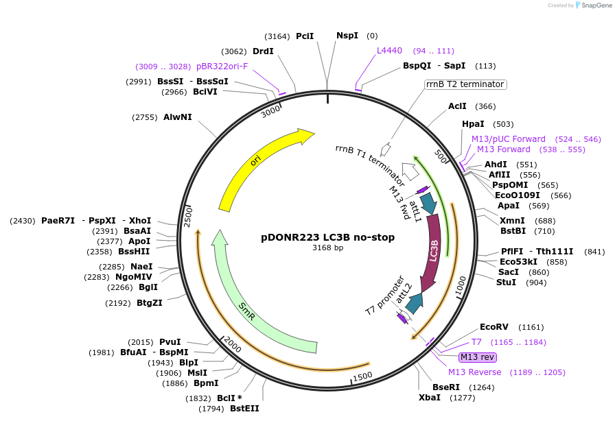 123205-plasmid-map-sequence-id-244531