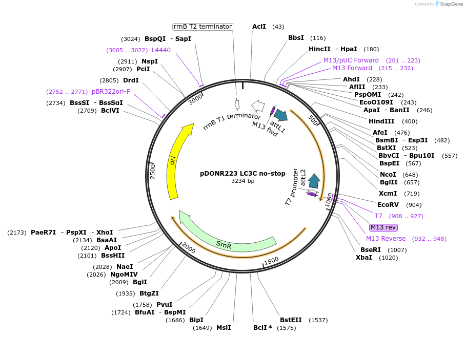 123208-plasmid-map-sequence-id-244533