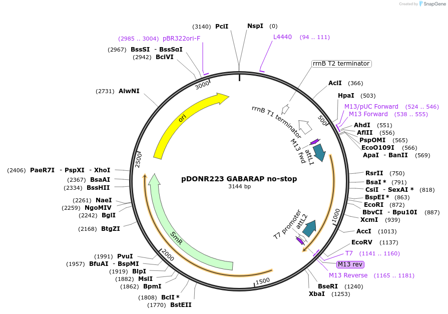 123209-plasmid-map-sequence-id-244536