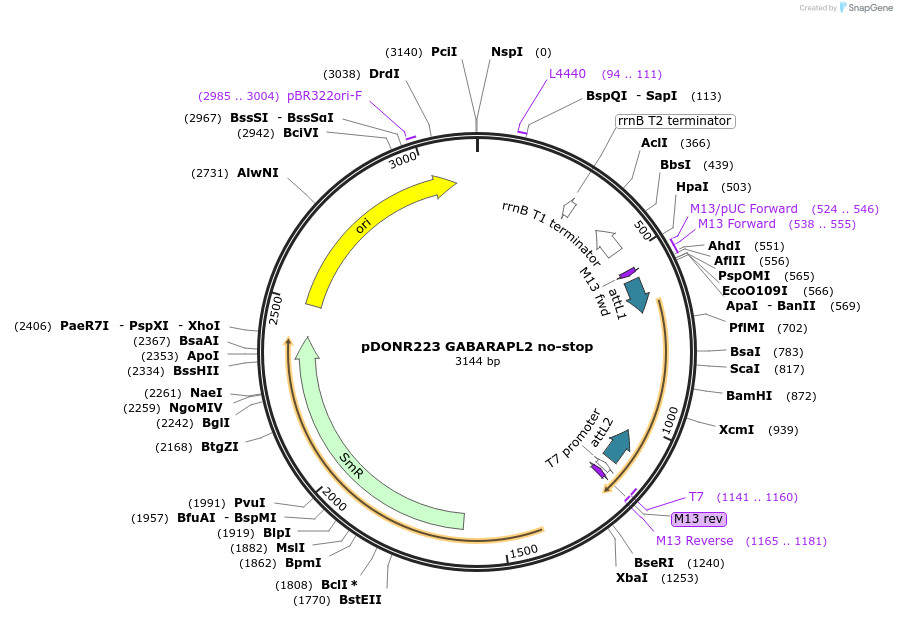 123211-plasmid-map-sequence-id-244538