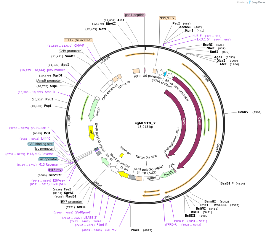 124906-plasmid-map-sequence-id-244548