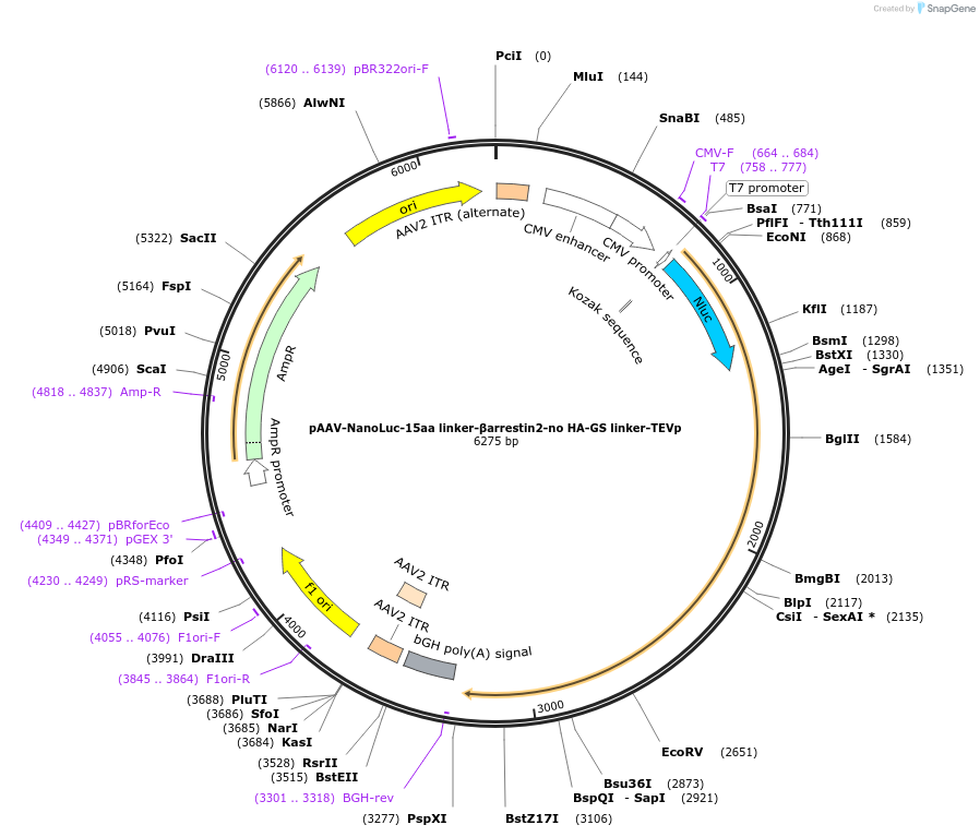 125235-plasmid-map-sequence-id-244556