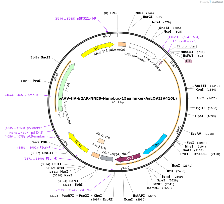 125224-plasmid-map-sequence-id-244557