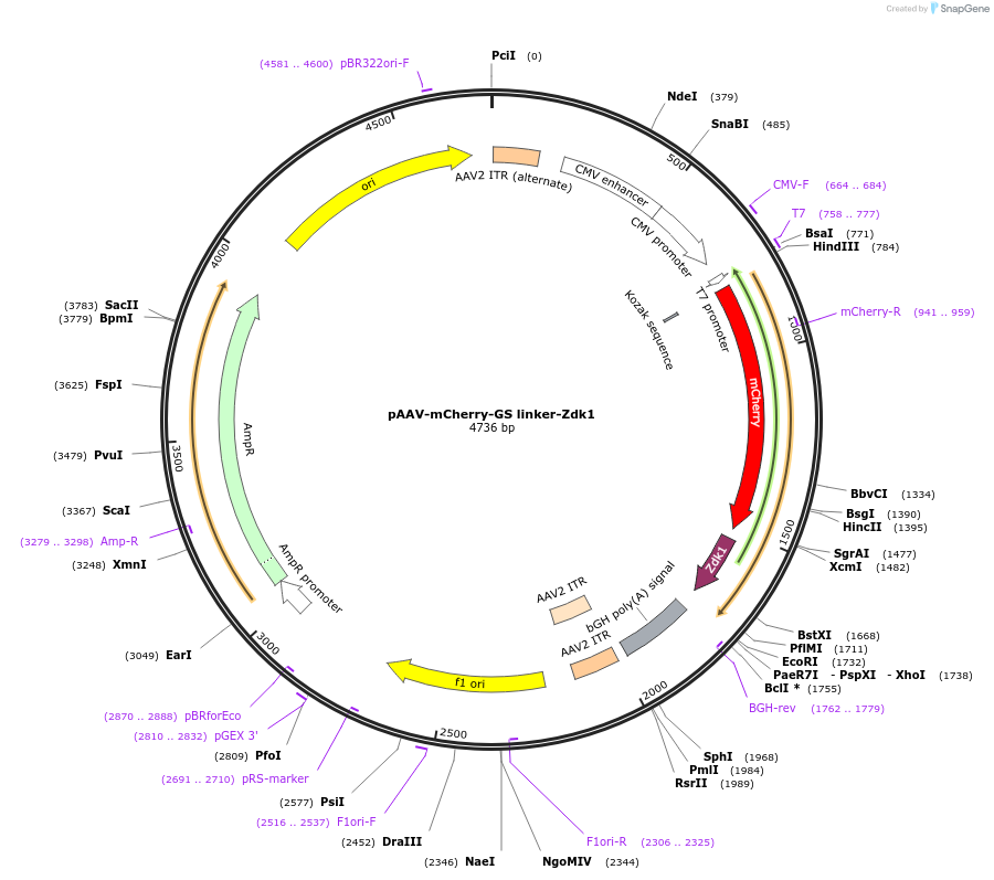 125226-plasmid-map-sequence-id-244563
