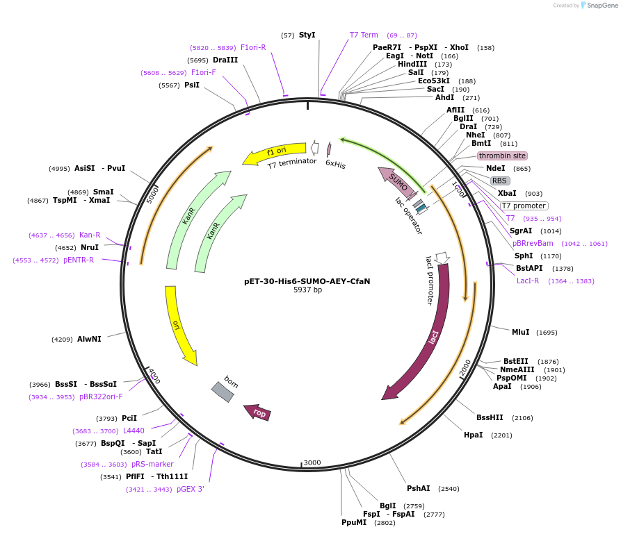 122949-plasmid-map-sequence-id-244566