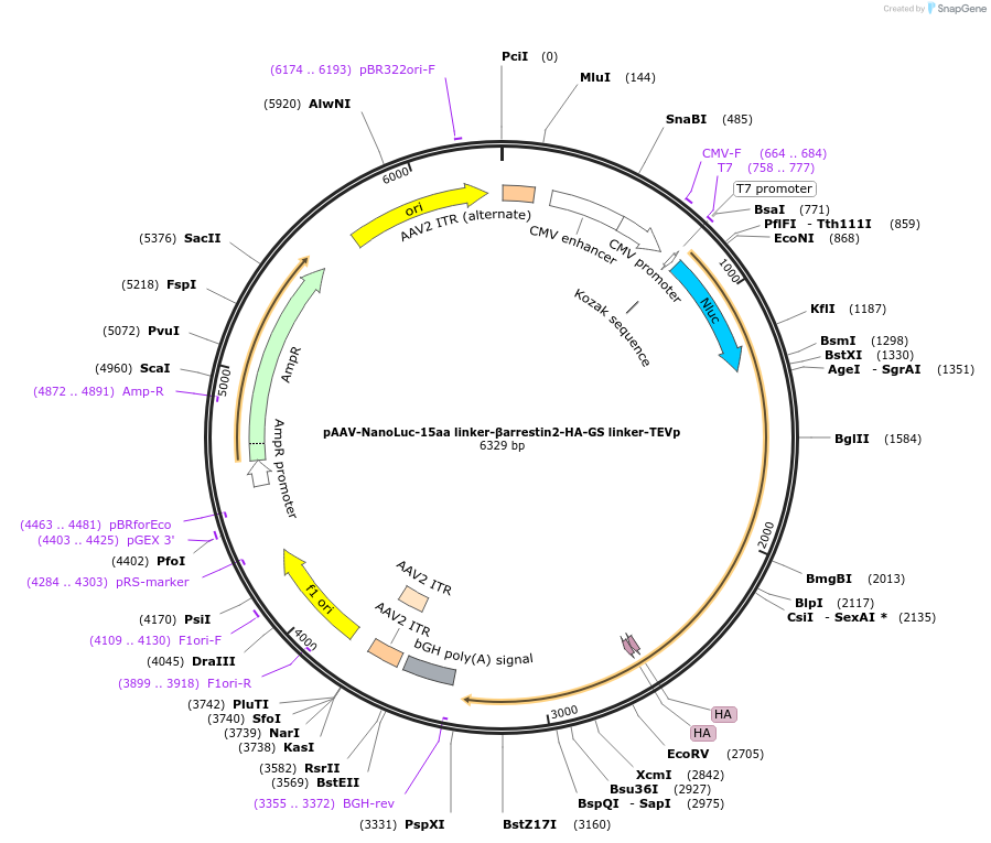 125228-plasmid-map-sequence-id-244567